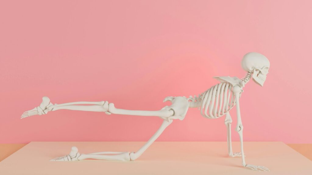 Skeletmodel in yogahouding op handen en knie, met focus op grote gewrichten zoals heup, knie en schouder