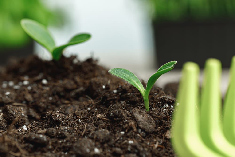 klein plantje wat doorkomt door organische plantgroei